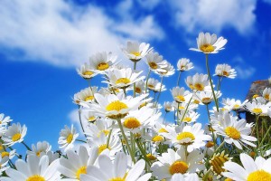Spring Flowers PIC 1600 X 1200