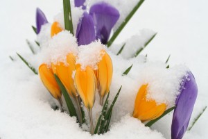 Flowers_and_snow_by_fishandtips